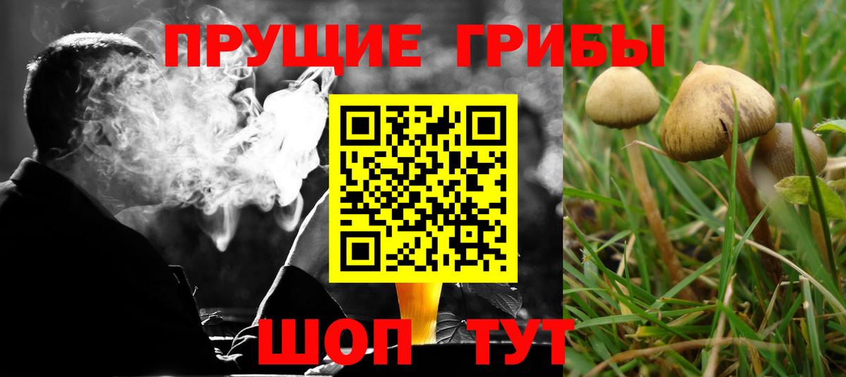 Галлюциногенные грибы Cubensis  Вход с VPN  Большой Камень 